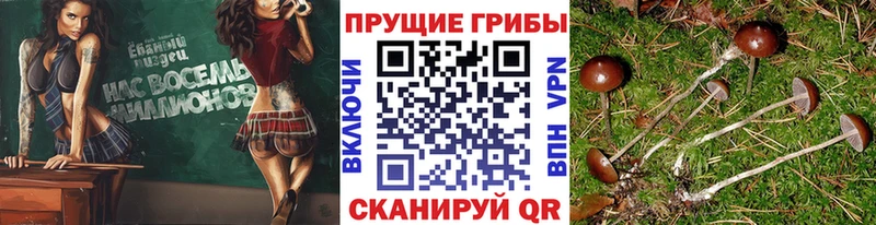 Псилоцибиновые грибы Psilocybe  Саяногорск 
